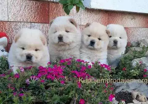 Cau Cau Chow Chow - 1/3