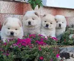 Cau Cau Chow Chow