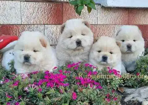 Cau Cau Chow Chow - 3/3