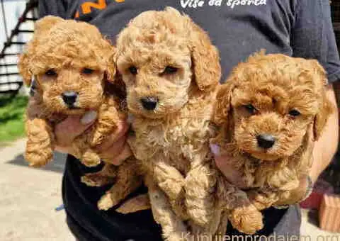 PUDLE preslatke, malene bebice - 1/3