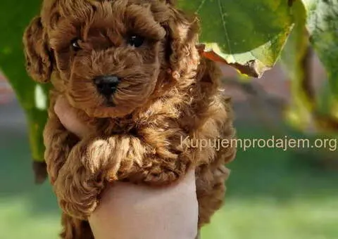 PUDLE preslatke, malene bebice - 2/3