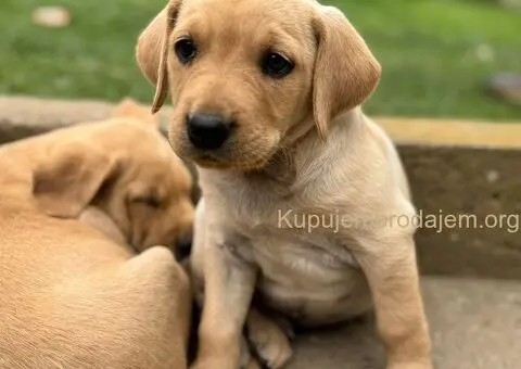 Na prodaju štenci labrador retrivera–vakcinisani i spremni za novi dom - 1/6
