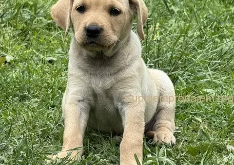 Na prodaju štenci labrador retrivera–vakcinisani i spremni za novi dom - 2/6