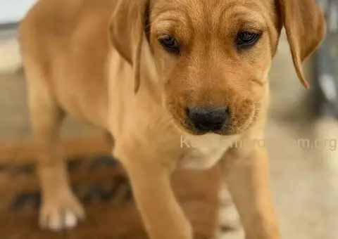 Na prodaju štenci labrador retrivera–vakcinisani i spremni za novi dom - 3/6