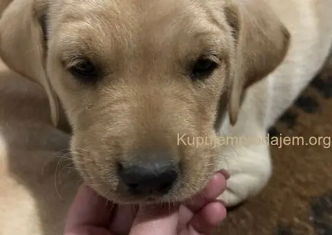 Na prodaju štenci labrador retrivera–vakcinisani i spremni za novi dom - 4/6