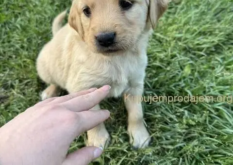 Na prodaju štenci labrador retrivera–vakcinisani i spremni za novi dom - 5/6