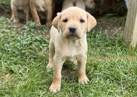 Na prodaju štenci labrador retrivera–vakcinisani i spremni za novi dom - 6/6