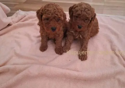 Prodajem patuljaste PUDLE - 1/5