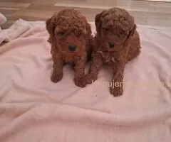 Prodajem patuljaste PUDLE