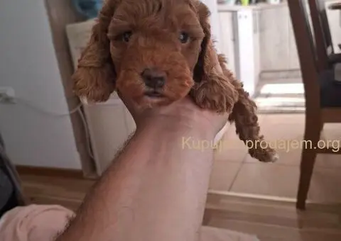 Prodajem patuljaste PUDLE - 2/5