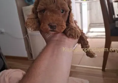 Prodajem patuljaste PUDLE - 3/5