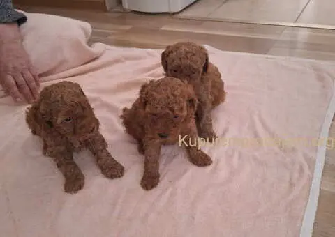 Prodajem patuljaste PUDLE - 4/5