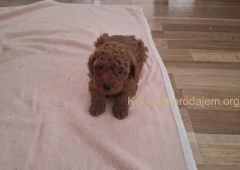 Prodajem patuljaste PUDLE - 5/5