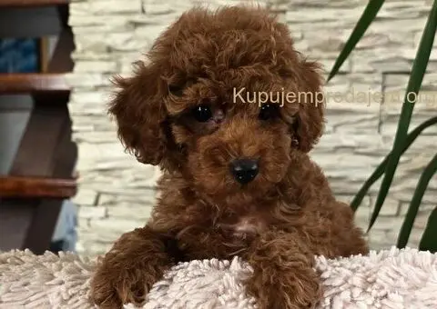 Crvene toy pudle - 1/9