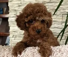 Crvene toy pudle