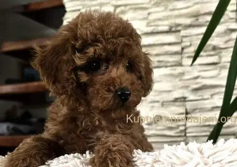 Crvene toy pudle - 2/9