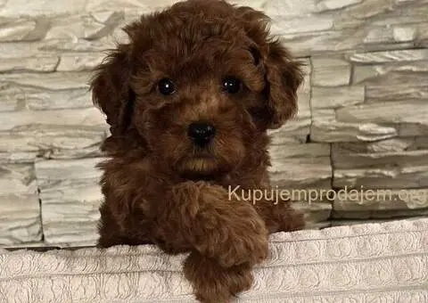 Crvene toy pudle - 3/9