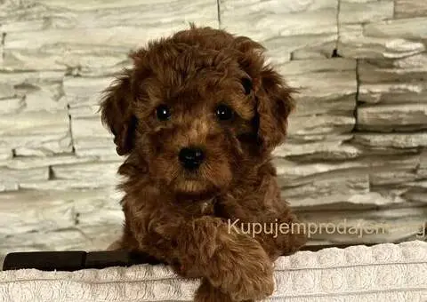 Crvene toy pudle - 4/9