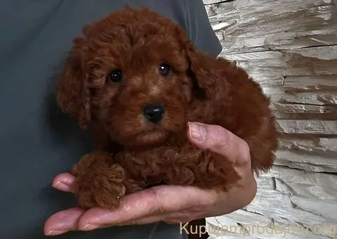 Crvene toy pudle - 5/9