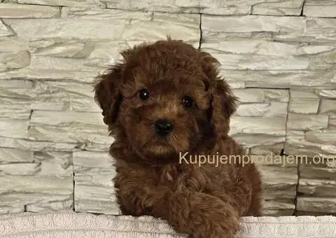 Crvene toy pudle - 6/9