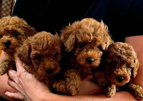 Crvene toy pudle - 7/9