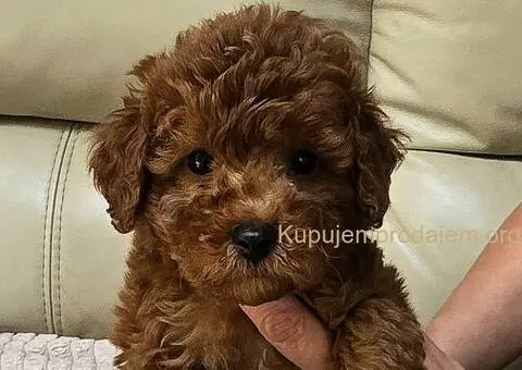 Crvene toy pudle - 8/9