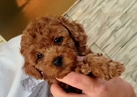 Crvene toy pudle - 9/9