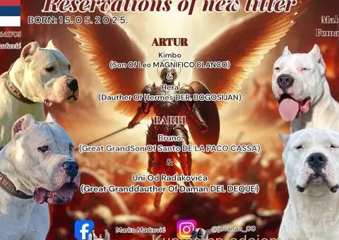 Rezervacija štenaca Dogo Argentino