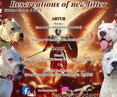 Rezervacija štenaca Dogo Argentino