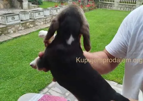 Bigl prelepi štenci - 1/12