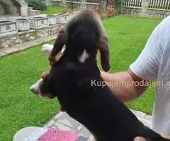 Bigl prelepi štenci