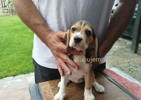 Bigl prelepi štenci - 2/12