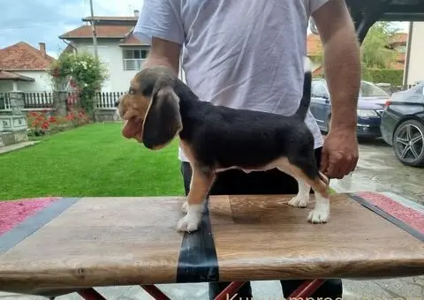 Bigl prelepi štenci - 3/12