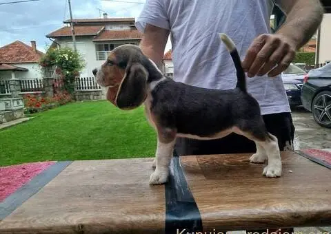 Bigl prelepi štenci - 4/12