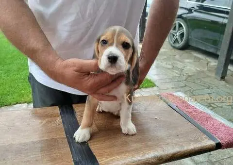 Bigl prelepi štenci - 5/12