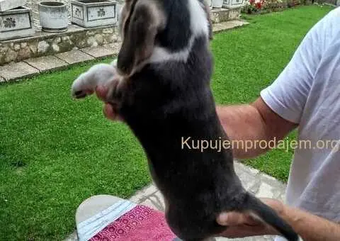 Bigl prelepi štenci - 6/12