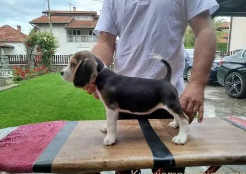 Bigl prelepi štenci - 7/12