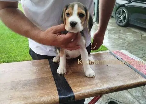 Bigl prelepi štenci - 8/12