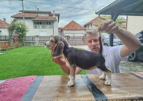 Bigl prelepi štenci - 10/12