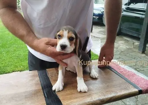 Bigl prelepi štenci - 11/12