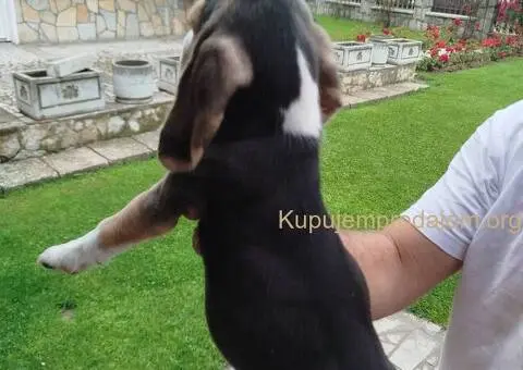 Bigl prelepi štenci - 12/12