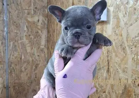 Plavi, sivi Francuski buldozi - 1/5