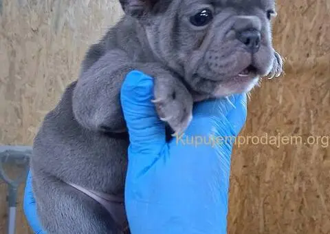 Plavi, sivi Francuski buldozi - 4/5