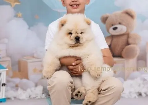 CHOW CHOW zensko stene - 1/6