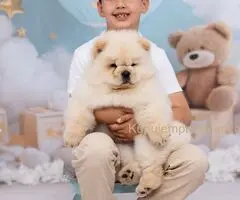 CHOW CHOW zensko stene