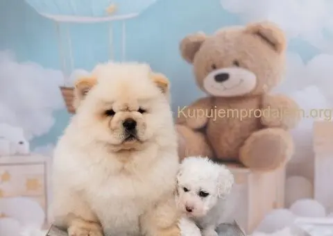 CHOW CHOW zensko stene - 2/6