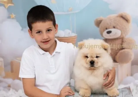 CHOW CHOW zensko stene - 3/6