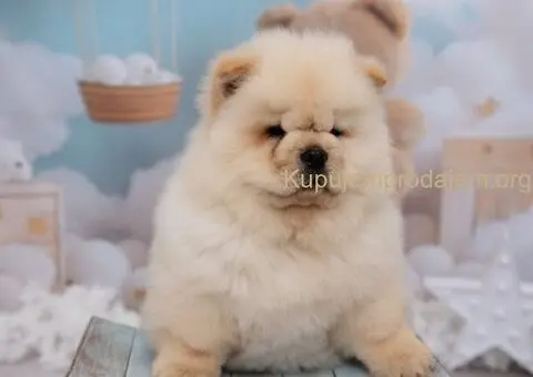 CHOW CHOW zensko stene - 4/6