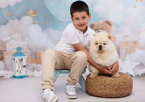 CHOW CHOW zensko stene - 5/6