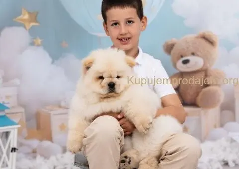 CHOW CHOW zensko stene - 6/6